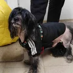 Znaleziono psa, Toruń, 13 lutego 2025