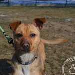 Pies do adopcji, Chełmek, 26 stycznia 2025