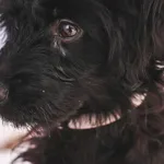 Pies do adopcji, Henrykowo, 2 lutego 2025