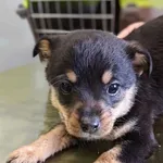 Znaleziono psa, Lublin, 20 lutego 2025