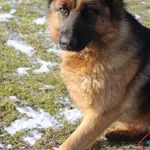 Pies do adopcji, Grudziądz, 15 lutego 2025