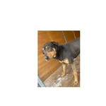 Znaleziono psa, Białystok, 19 lutego 2025