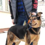 Znaleziono psa, Łódź, 18 lutego 2025