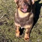 GW/230/6/25 Lizus - data przyjęcia - 19.02.2025