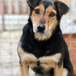 Oddam psa, Wielki Lubień, 20 lutego 2025