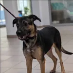 Znaleziono psa, Grudziądz, 20 lutego 2025