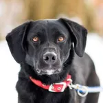 Pies do adopcji, Elbląg, 20 lutego 2025