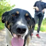 Cudowna Cola - przyjacielska, łagodna, wesoła sunia!