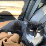 Znaleziono kota, Sosnowiec, 19 lutego 2025