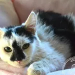 Kot do adopcji, Chełmek, 6 listopada 2024