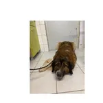 Znaleziono psa, Białystok, 19 lutego 2025