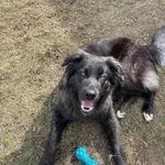 Zaginął pies, Łódź, 19 lutego 2025