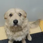 Znaleziono psa, Gdańsk, 19 lutego 2025