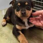 Znaleziono psa, Lublin, 20 lutego 2025