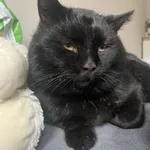 Zaginął kot, Jeżów Sudecki, 21 lutego 2025