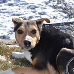 Pies do adopcji, Chełmek, 5 lutego 2025