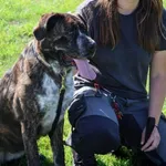 Pies do adopcji, Grudziądz, 3 października 2024