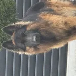 Zaginął pies, Łódź, 20 lutego 2025