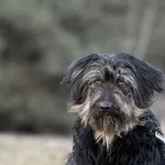 Imię: Justa Chip: 616093903021854 Płeć : Samica Wiek: styczeń 2024 Wielkość: mała Dzieci: w wieku szkolnym Kastracja/sterylizacja: tak Inne Psy: akceptuje inne psy Charakter: Justa to bardzo delikatna