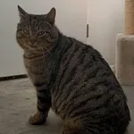 Znaleziono kota, Pieckowo, 21 lutego 2025