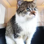 Znaleziono kota, Łódź, 22 lutego 2025