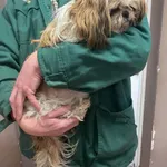 13067/33/25 Majka  - data przyjęcia - 21.02.2025