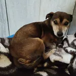 Pies do adopcji, Włocławek, 20 lutego 2025