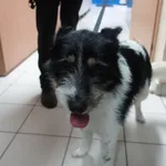 Znaleziono psa, Gdańsk, 21 lutego 2025