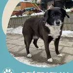 Znaleziono psa, Dąbrówka, 21 lutego 2025