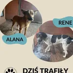 Znaleziono psa, Dąbrówka, 20 lutego 2025