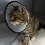 Znaleziono kota, Gdańsk, 21 lutego 2025