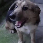 Znaleziono psa, Gdańsk, 22 lutego 2025