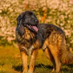 Pies do adopcji, Kraków, 7 lutego 2025