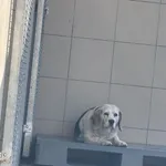 Pies do adopcji, Kraków, 8 lutego 2025