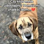 Oddam psa, Elbląg, 23 lutego 2025