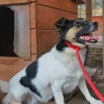 Suzi - maleńka, delikatna sunia szuka odpowiedzialnego domu!