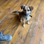 Pies do adopcji, Rytlów, 23 lutego 2025