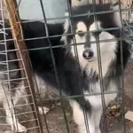 Pies do adopcji, Głowno, 23 lutego 2025