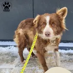 Znaleziono psa, Gdynia, 15 lutego 2025