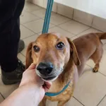 Znaleziono psa, Dobra, 24 lutego 2025