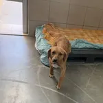 Pies do adopcji, Kraków, 9 lutego 2025