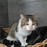 Znaleziono kota, Chełmek, 24 lutego 2025