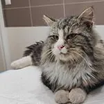 kot, buro biała, 1 rok, brak chipa Miejsce znalezienia: ul. Błonie Znaleziono dnia: 2025-02-18