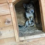 Pies do adopcji, Rytlów, 23 lutego 2025