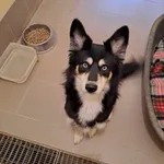 Pies do adopcji, Olsztyn, 9 lutego 2025