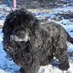 Znaleziono psa, Siedlce, 17 lutego 2025