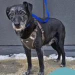 Znaleziono psa, Gdynia, 18 lutego 2025