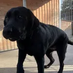 Pies do adopcji, Kraków, 9 lutego 2025