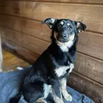Sara