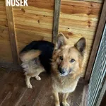 Pies do adopcji, Rytlów, 23 lutego 2025